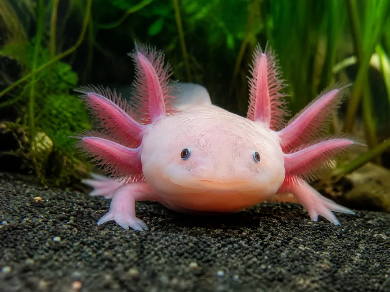 Un axolotl rose pâle sur un gravier sombre dans une eau claire, ses branchies externes plumeuses déployées de chaque côté de sa tête, des plantes vertes en arrière-plan